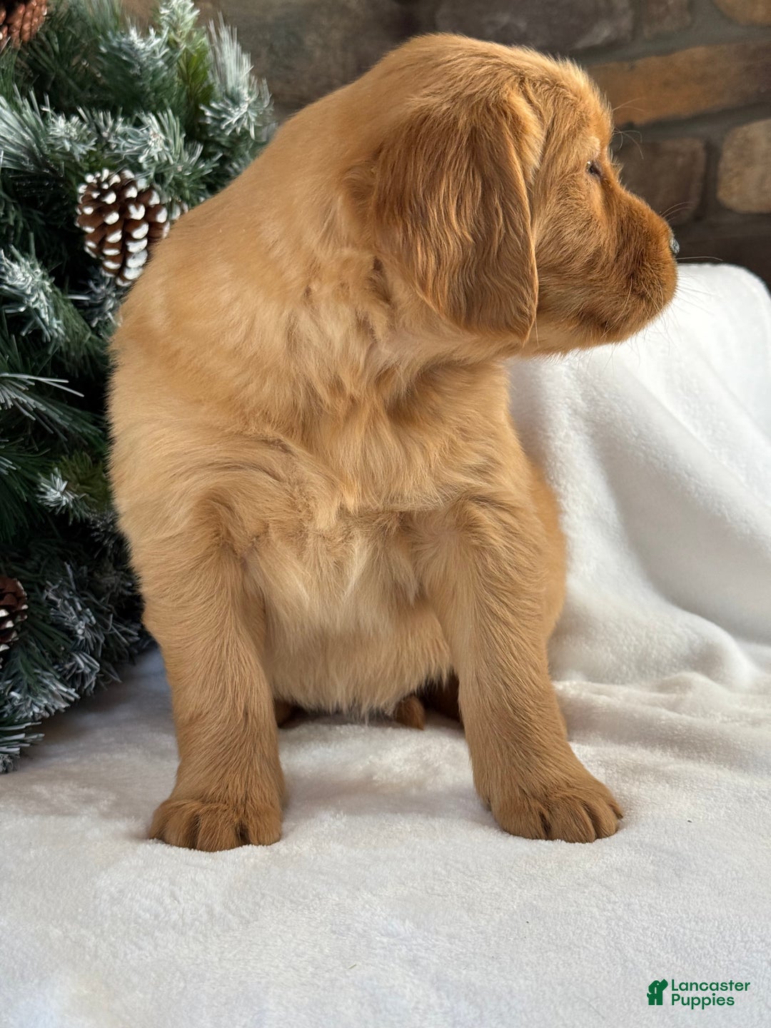Golden Retriever dogs for sale: Malibu - Ad 4