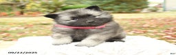 Keeshond dogs for sale: Nikki - Ad 7
