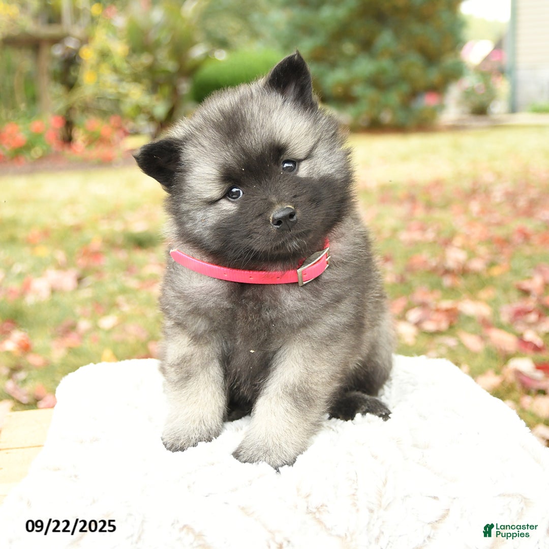 Keeshond dogs for sale: Nikki - Ad 7