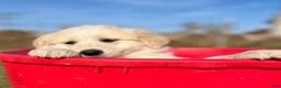 Mixed Breed dogs for sale: Sunnie - Ad 2