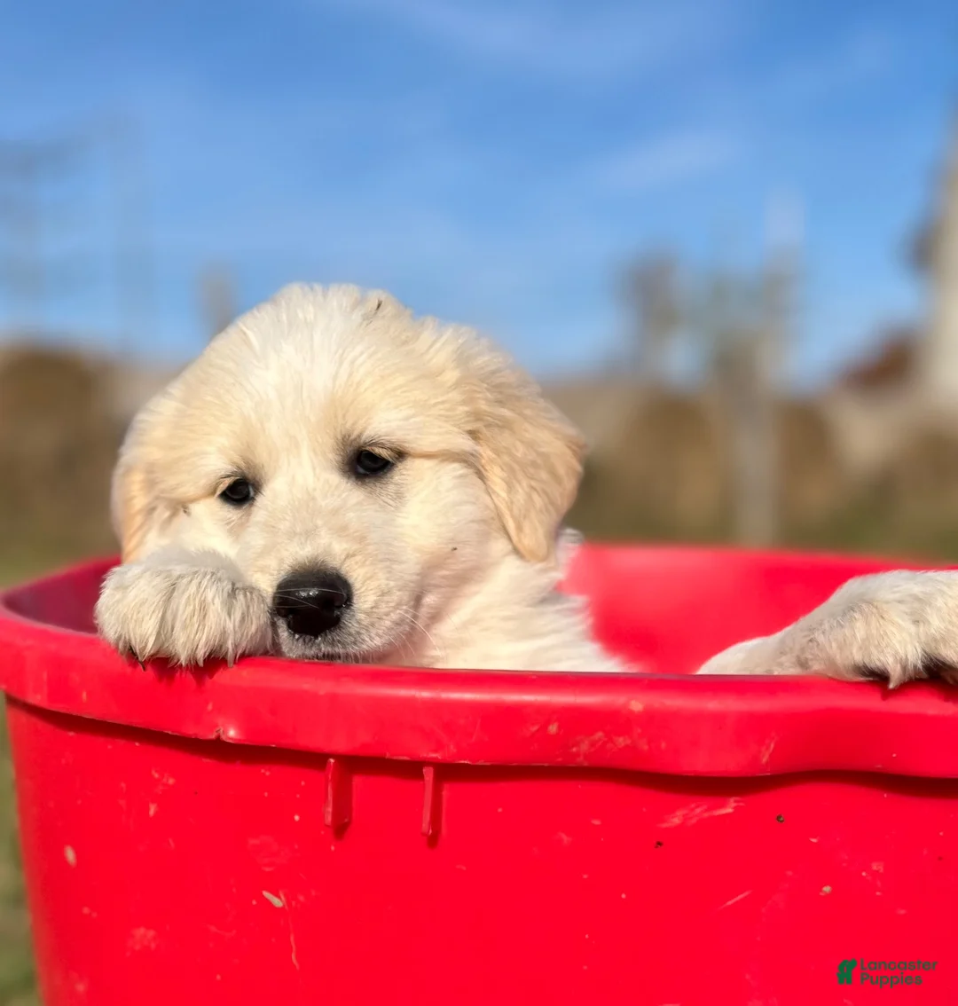 Mixed Breed dogs for sale: Sunnie - Ad 2
