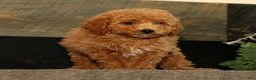 Miniature Poodle dogs for sale: Layla - Ad 5