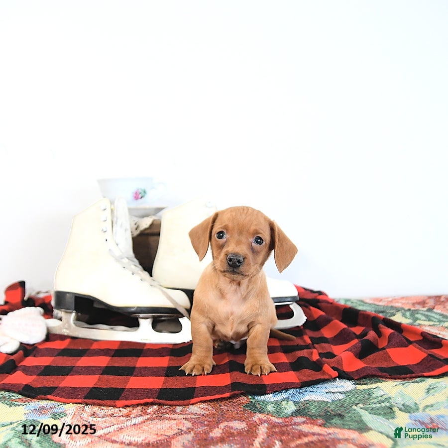 Miniature Dachshund dogs Tommy - Ad 17