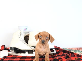 Miniature Dachshund dogs Tommy - Ad 6