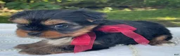 Yorkshire Terrier dogs for sale: Ritzy - Ad 5