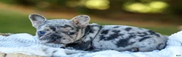 French Bulldog dogs for sale: Darla - Blue Merle - Ad 8