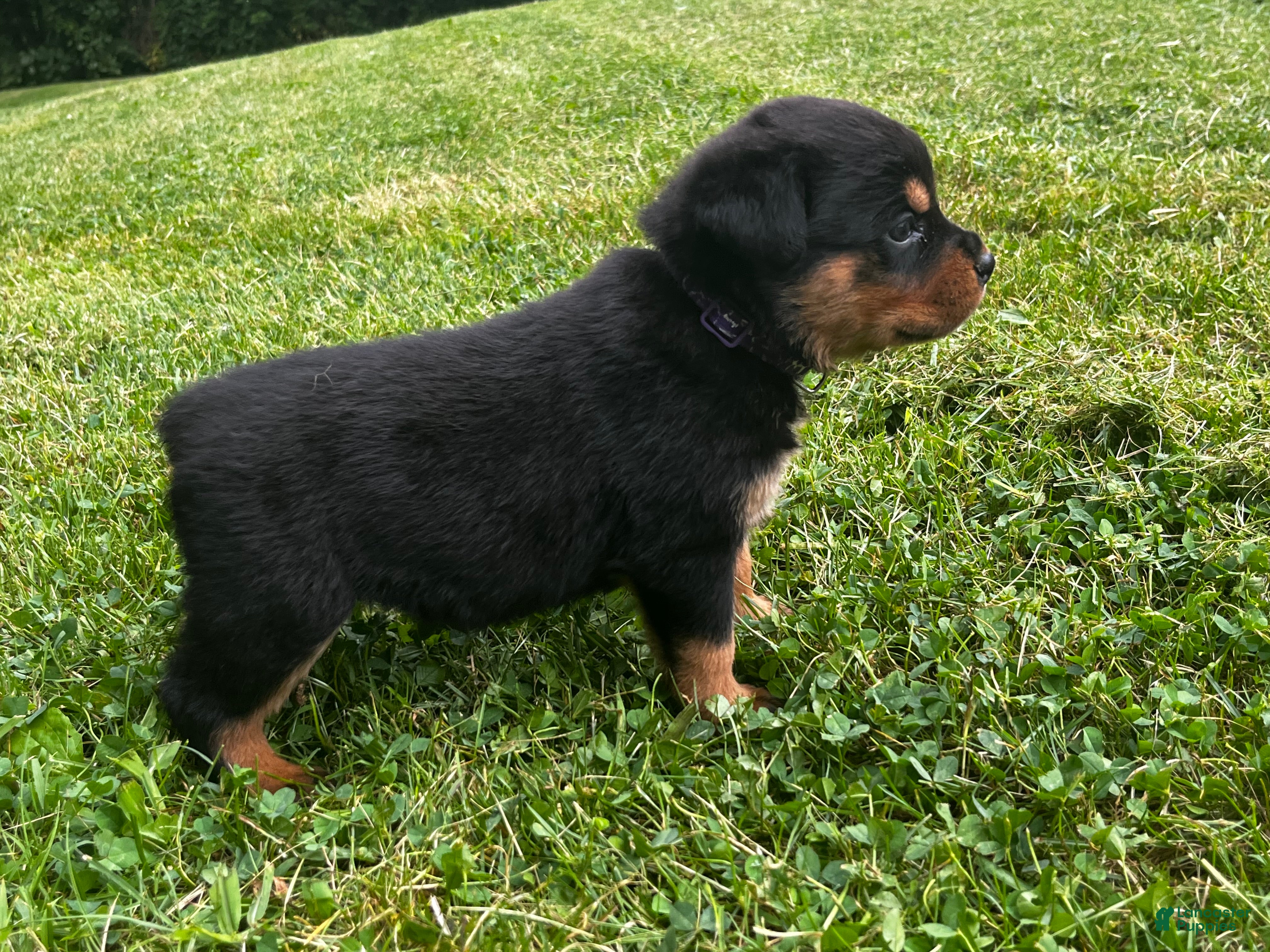 Rottweiler dogs Violet - Ad 2