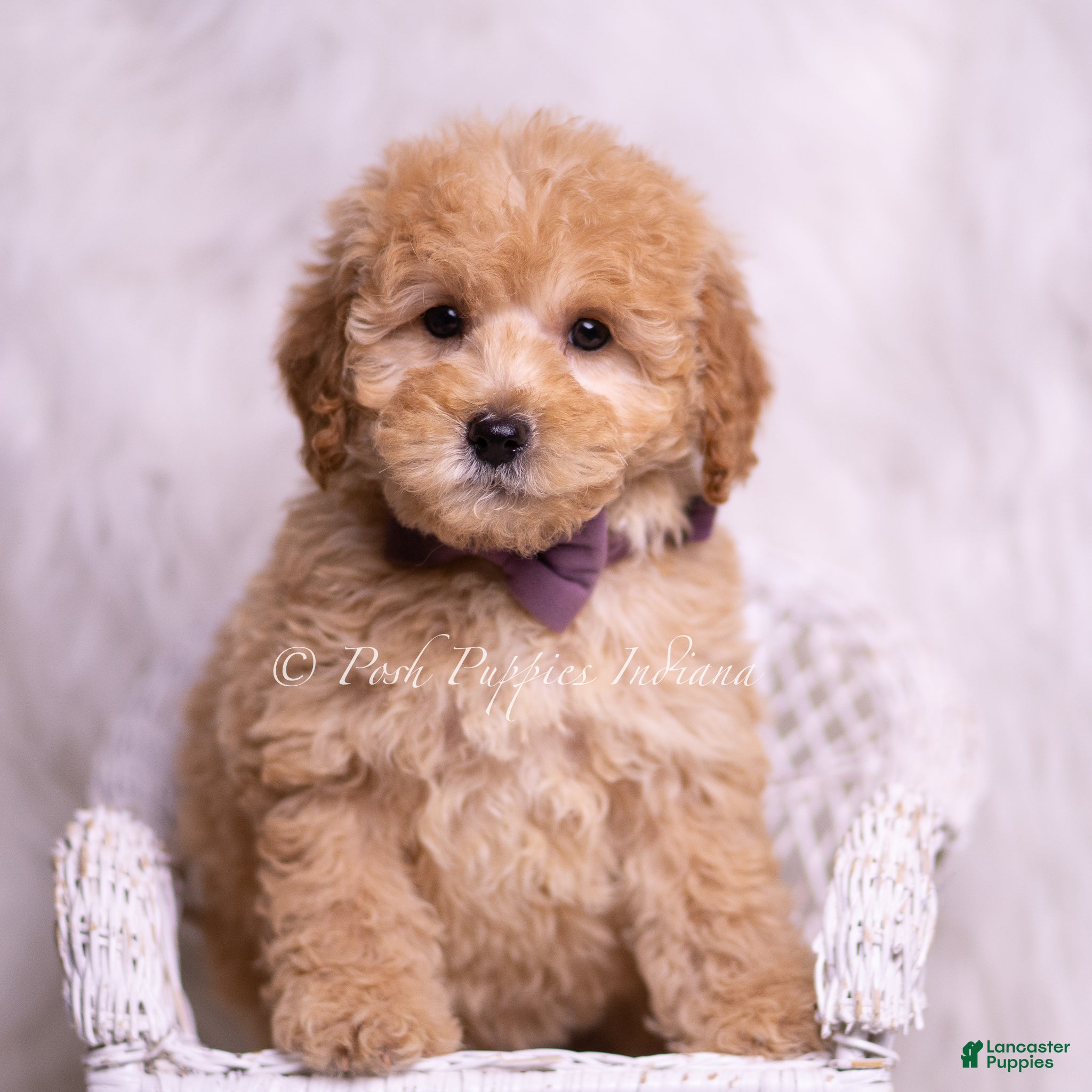Mini Goldendoodle dogs Sunny - Ad 18