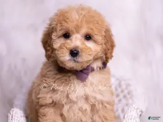 Mini Goldendoodle dogs Sunny - Ad 18