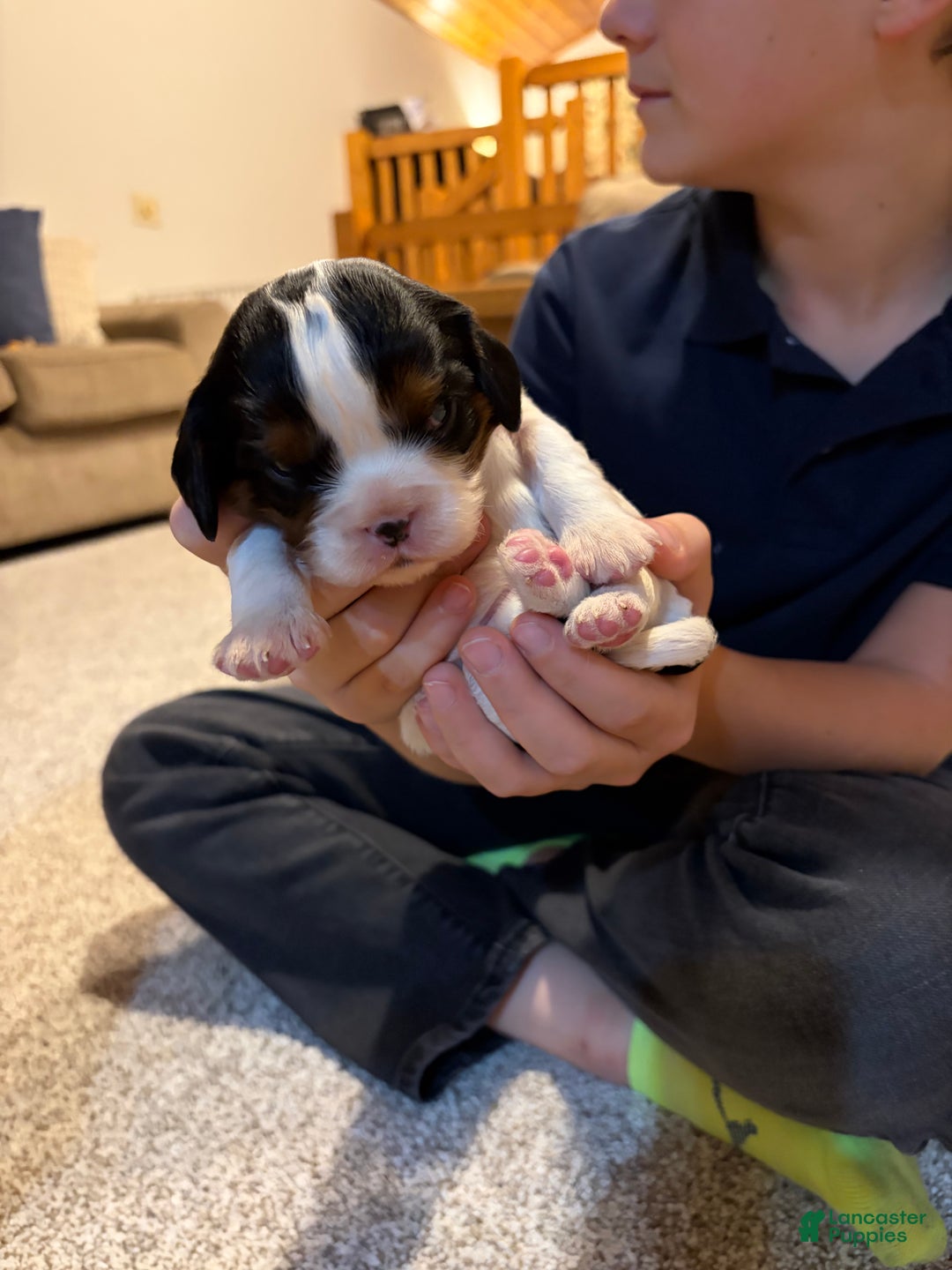 Cavalier King Charles Spaniel dogs for sale: Charlie - Ad 2