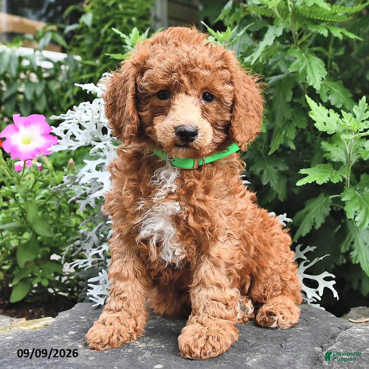 Miniature Poodle dogs Flip  - Ad 2