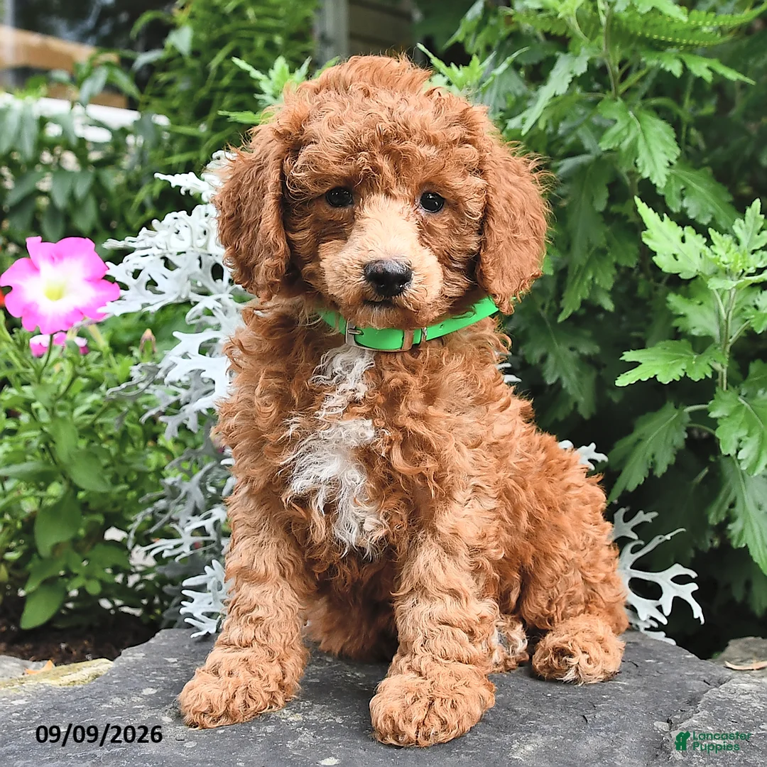 Miniature Poodle dogs for sale: Flip  - Ad 2