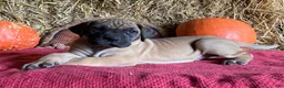 Great Dane dogs for sale: Lady - Ad 4