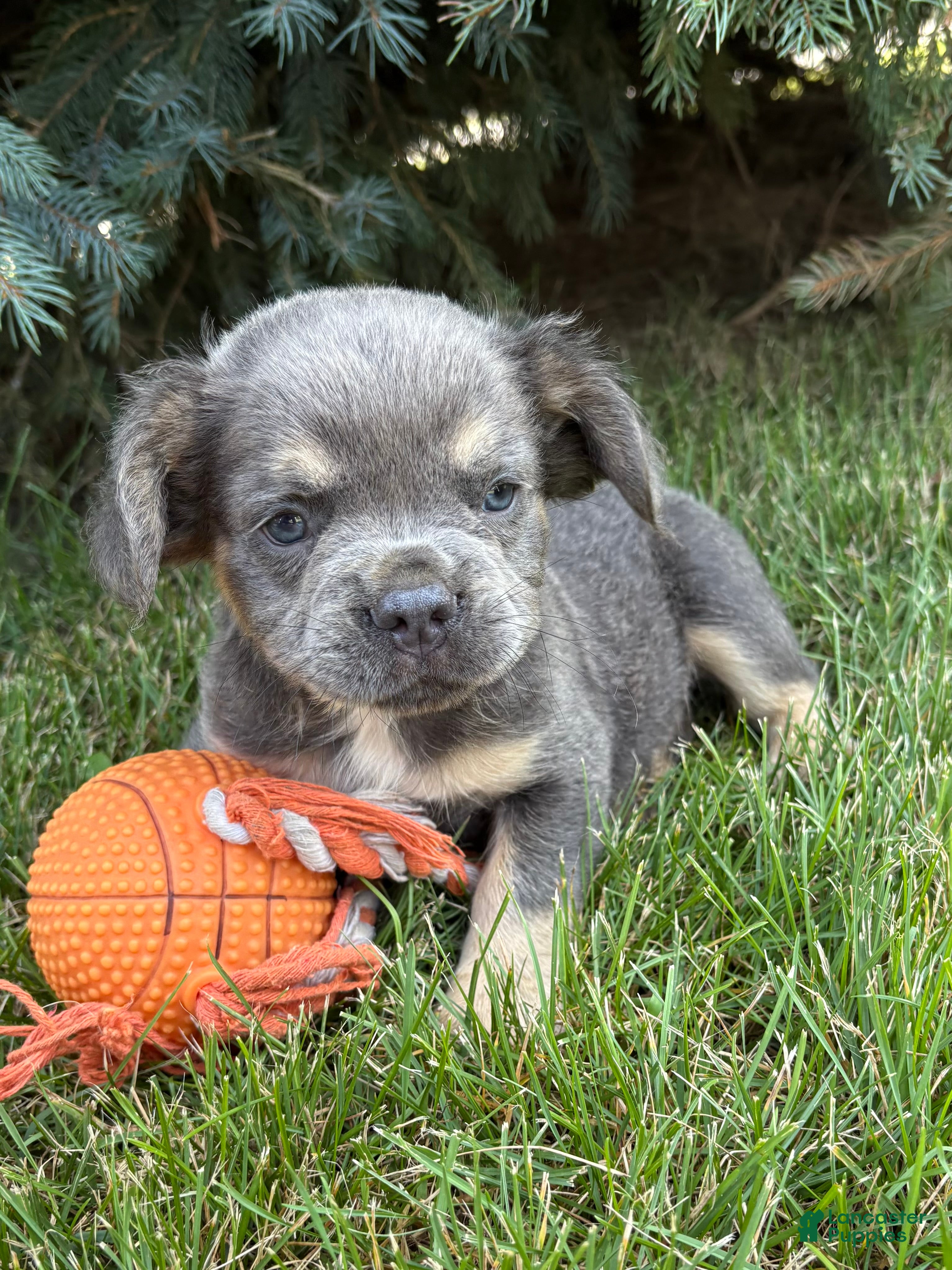 French Bulldog dogs Diesel Fluffy - Ad 2