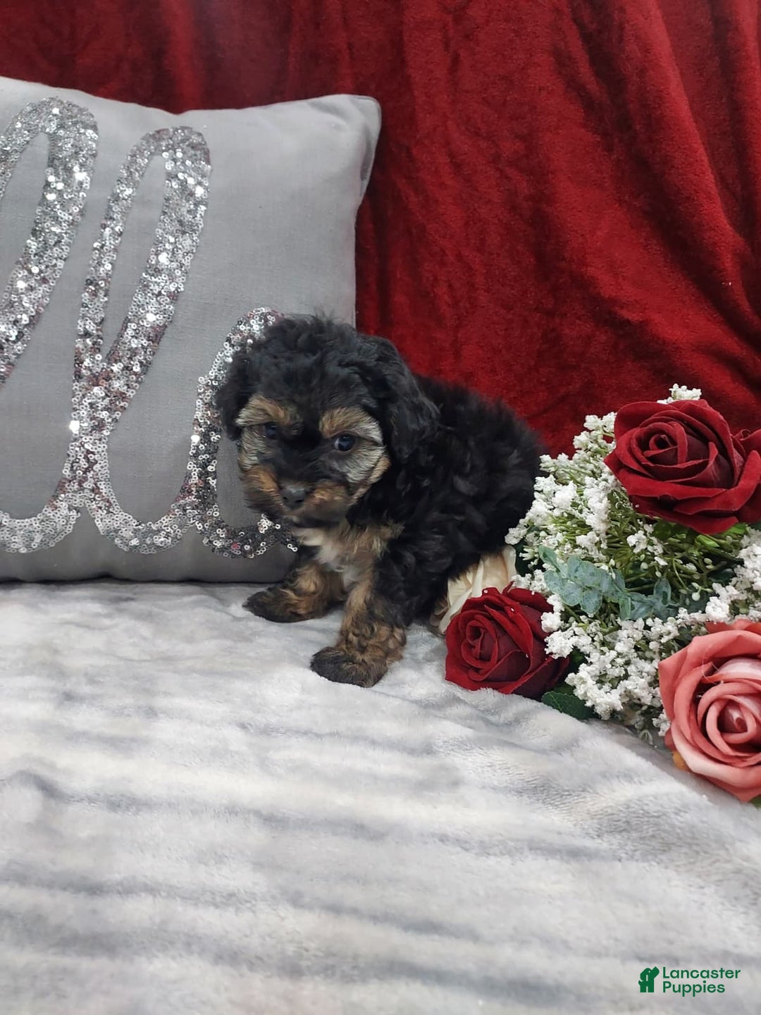 Mixed Breed dogs for sale: Rocky - Ad 5