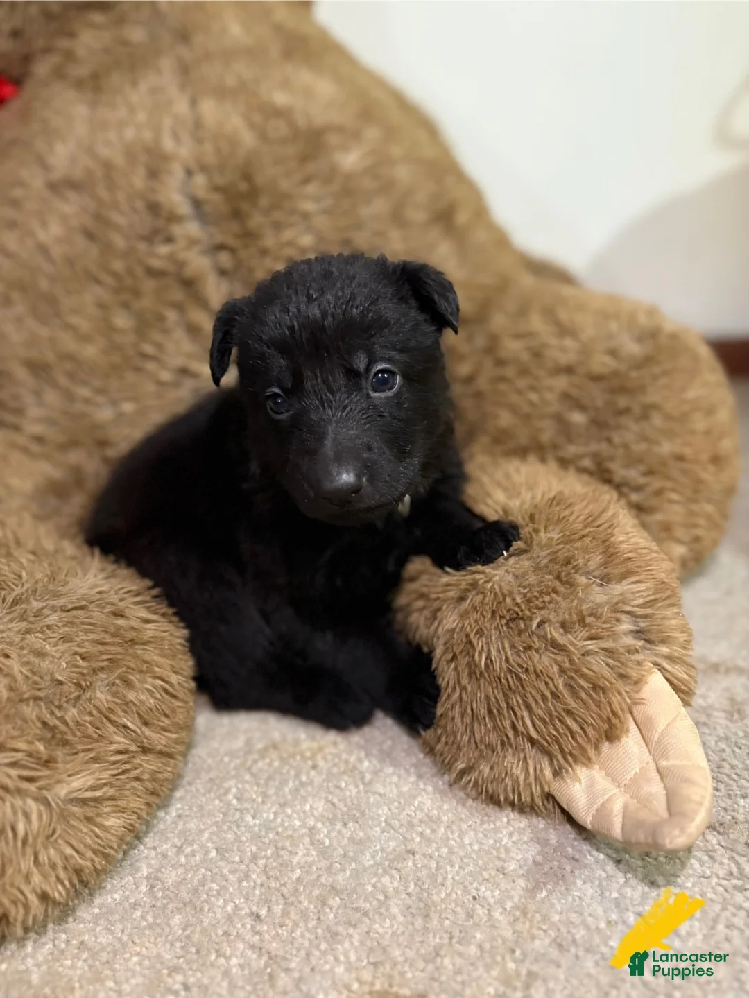 German Shepherd dogs for sale: Yellow collar girl - Ad 1