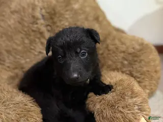 German Shepherd dogs Yellow collar girl - Ad 20