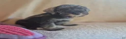 Miniature Schnauzer dogs for sale: Molly - Ad 7