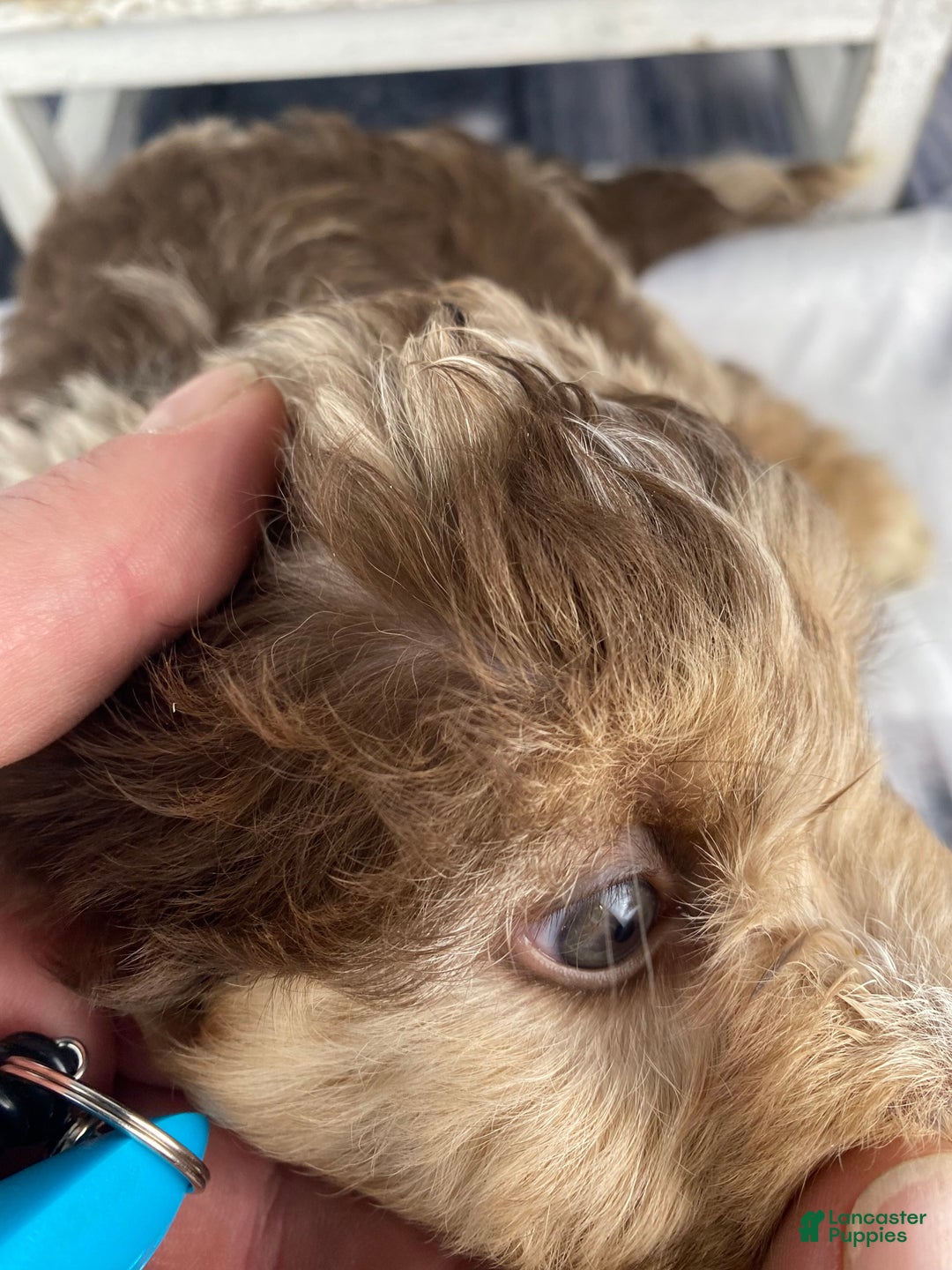 Mini Aussiedoodle dogs for sale: Indy - Ad 6