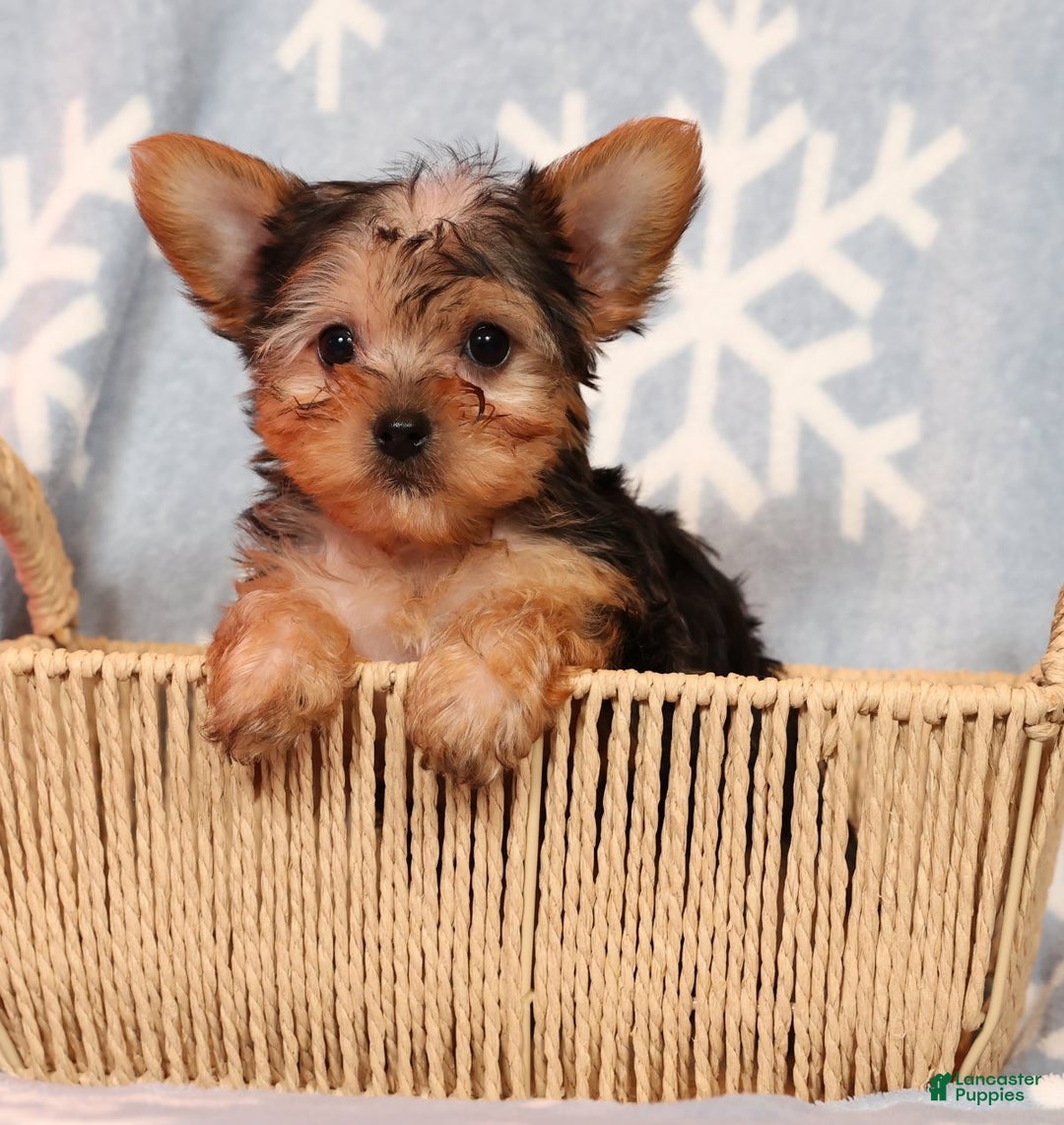 Yorkshire Terrier dogs for sale: Molly - Ad 1