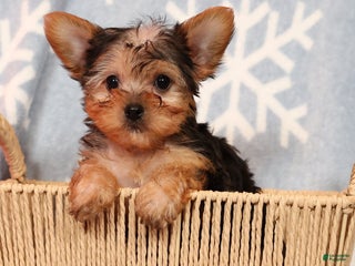 Yorkshire Terrier dogs Molly - Ad 4