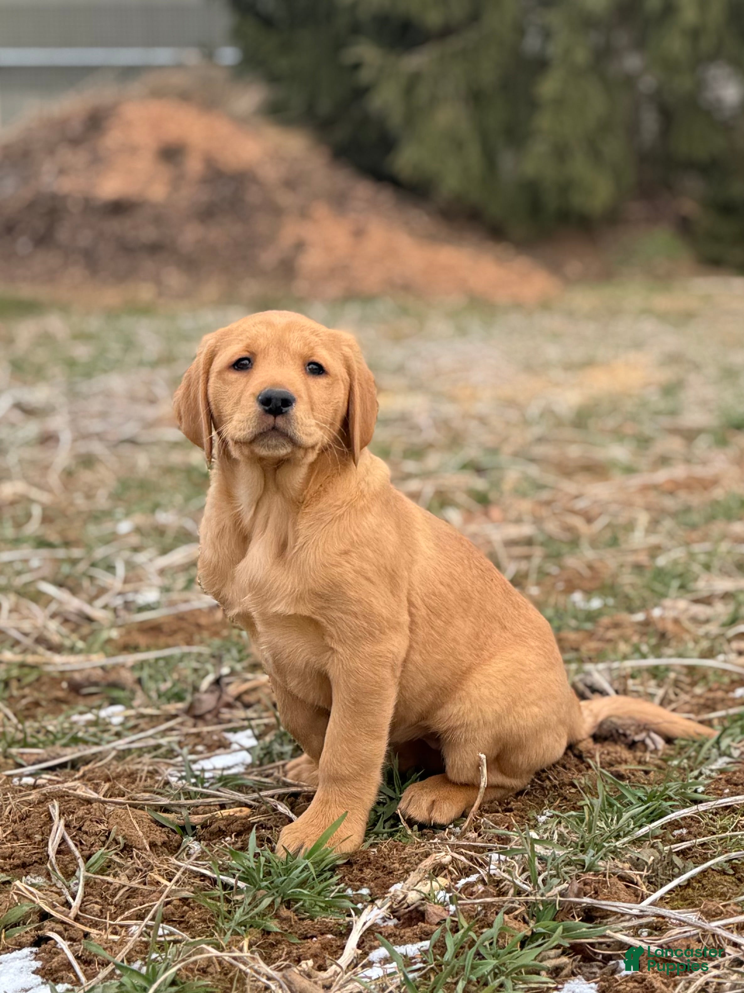 Mixed Breed dogs Honeybun - Ad 24