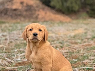 Mixed Breed dogs Honeybun - Ad 31