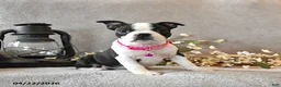 Boston Terrier dogs for sale: Raisin - Ad 4