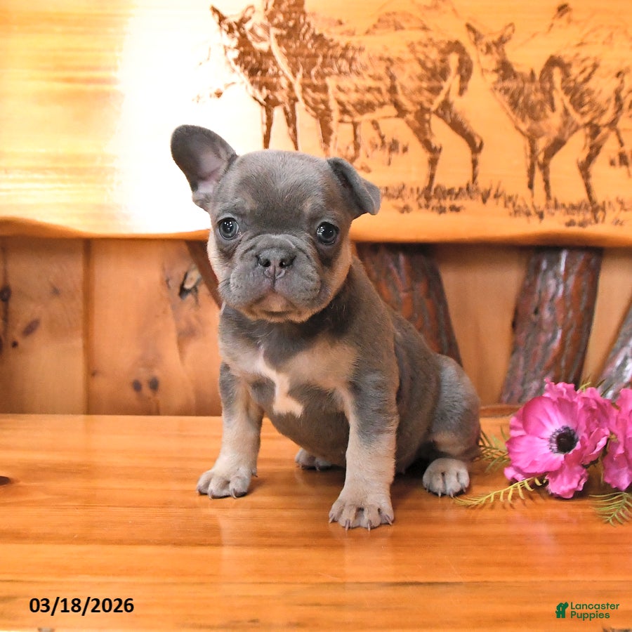 French Bulldog dogs Sadie - Ad 1