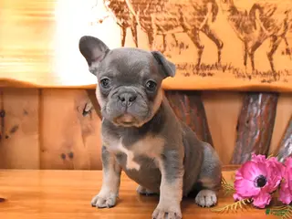 French Bulldog dogs for sale: Sadie - Ad 3