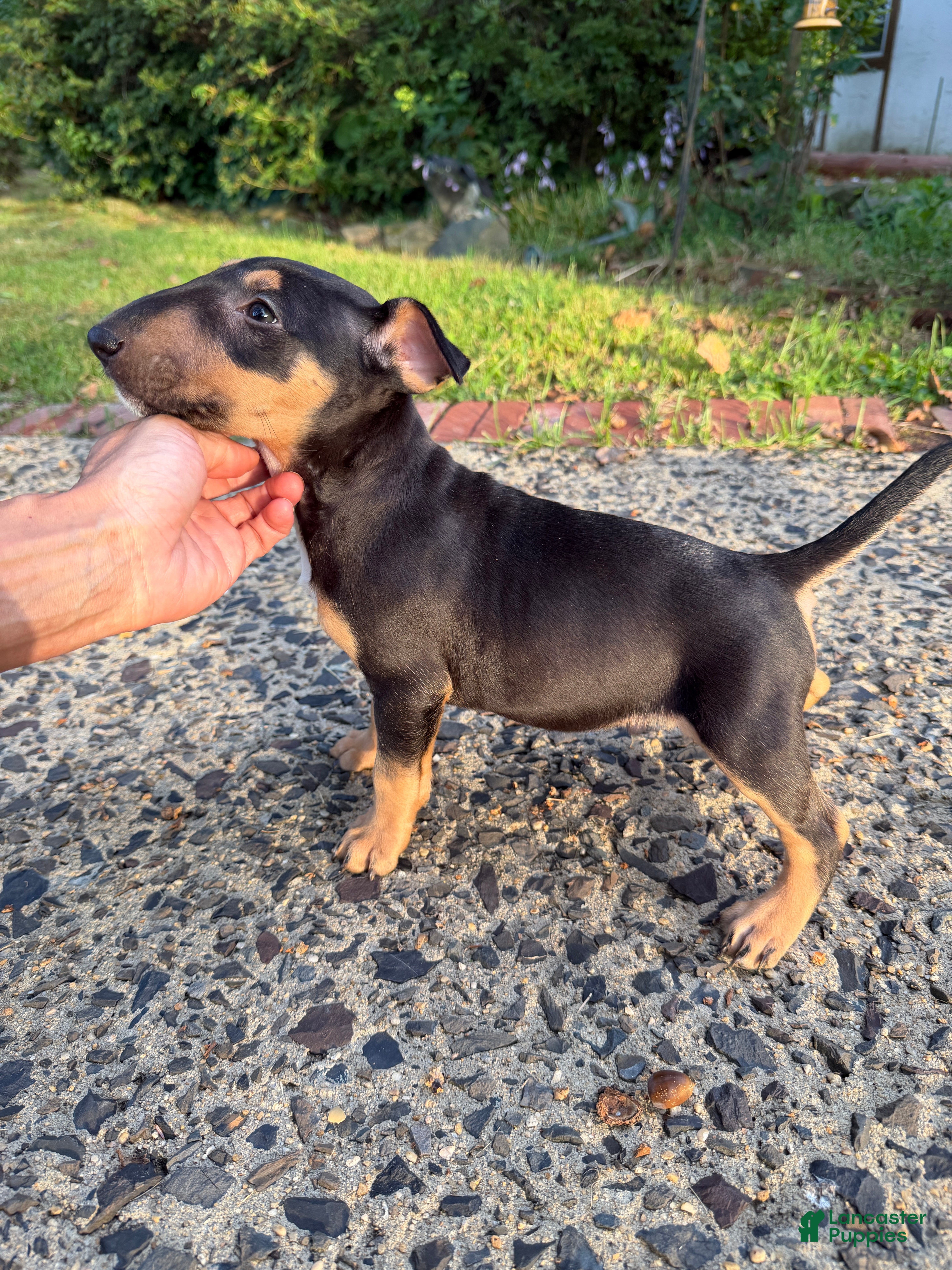 Miniature Bull Terrier dogs Miniature Bull Terrier 1 - Ad 1