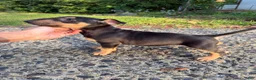 Miniature Bull Terrier dogs for sale: Miniature Bull Terrier 1 - Ad 1