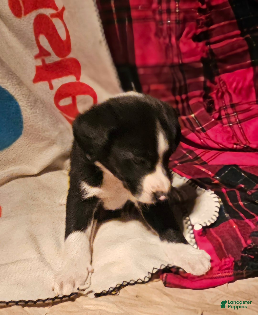 Border Collie dogs for sale: Great - Ad 7