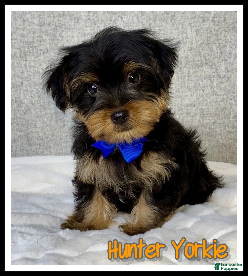 Yorkshire Terrier dogs Hunter - Ad 1