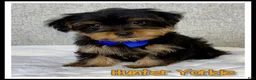Yorkshire Terrier dogs for sale: Hunter - Ad 1