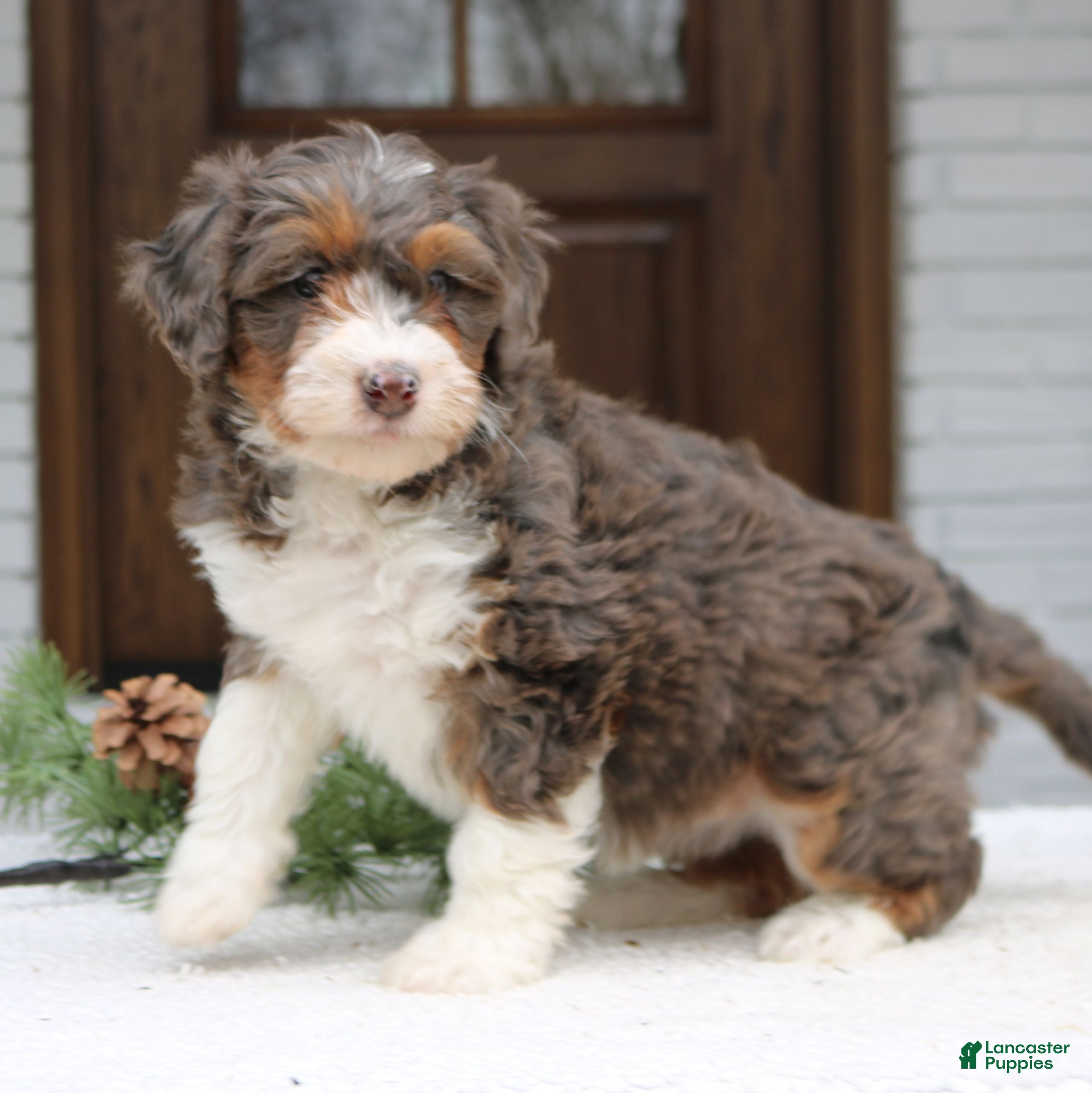 Mini Bernedoodle dogs Riley  - Ad 7