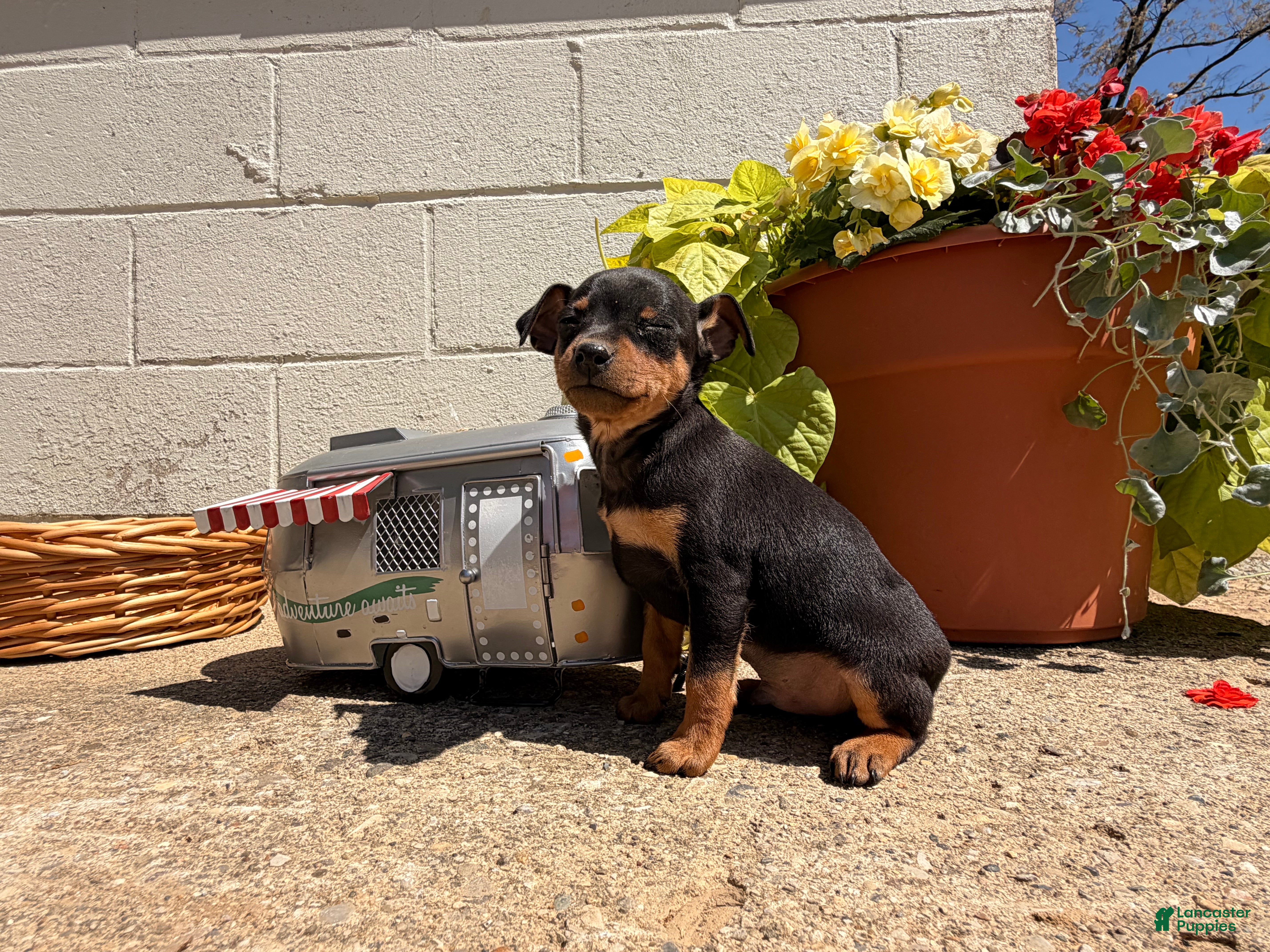 Miniature Pinscher dogs Jerry - Ad 1