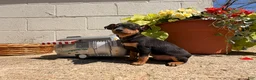 Miniature Pinscher dogs for sale: Jerry - Ad 1