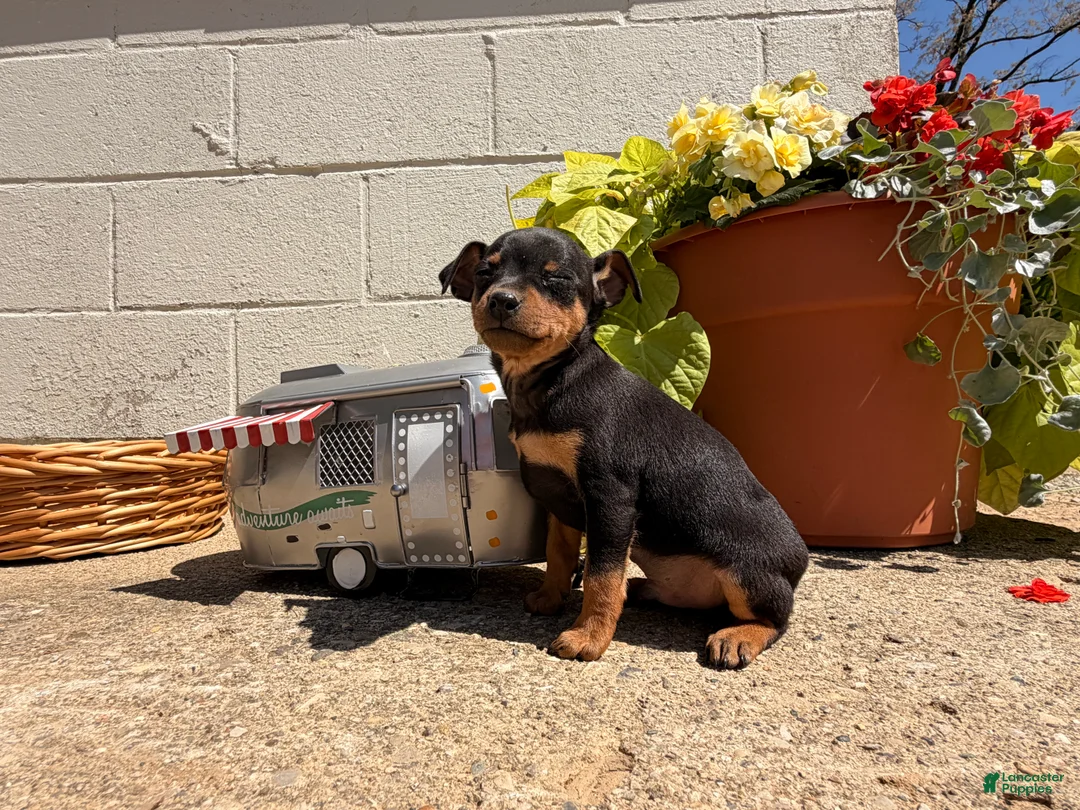 Miniature Pinscher dogs for sale: Jerry - Ad 1