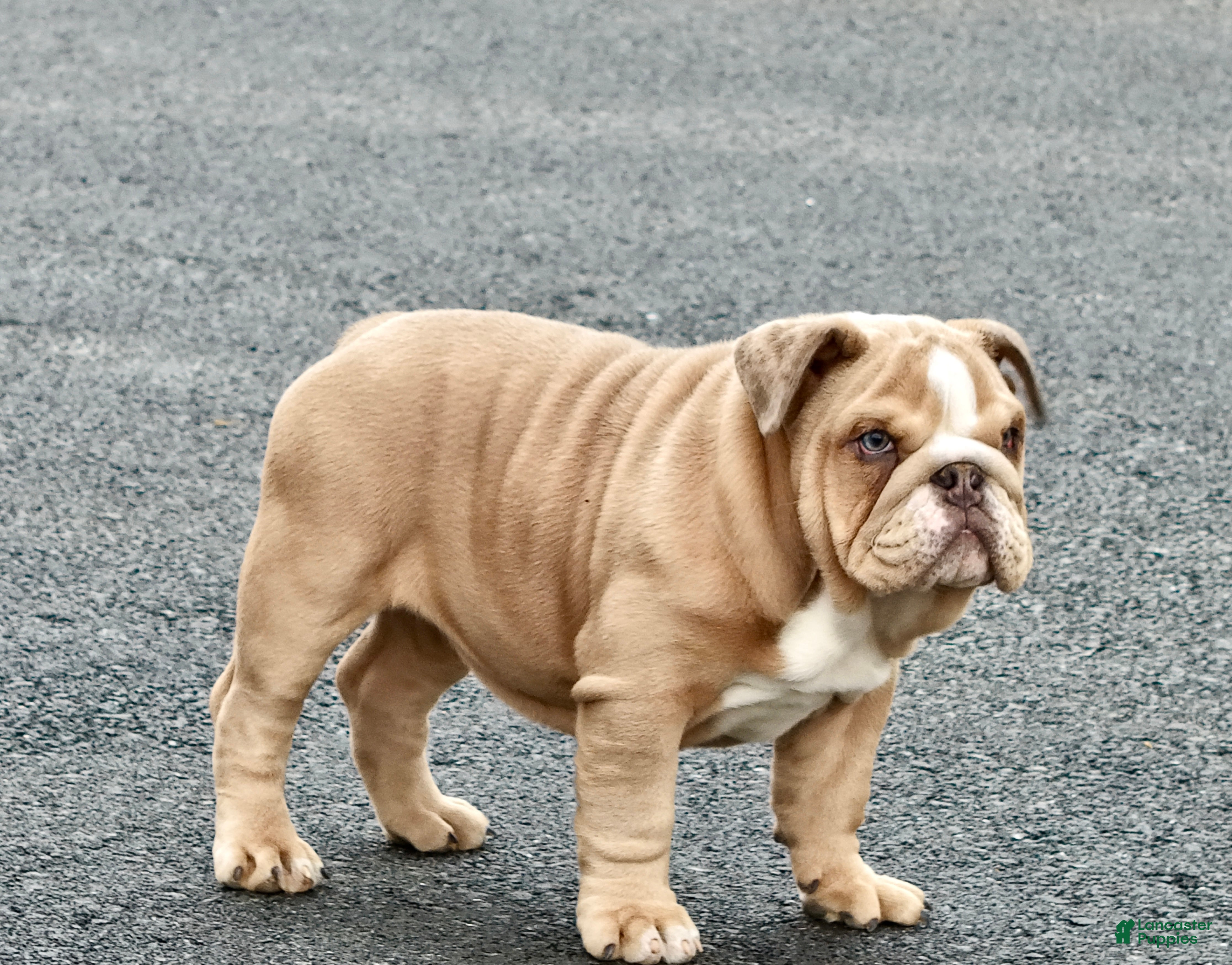 English Bulldog dogs AKC Bella - Ad 28