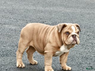 English Bulldog dogs AKC Bella - Ad 38