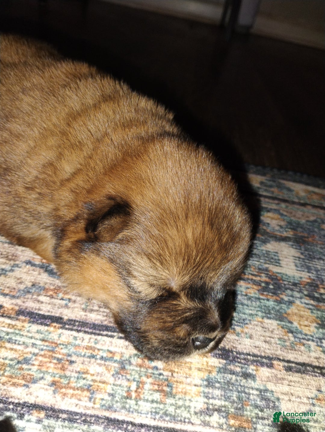 Chow Chow dogs for sale: Ariel  - Ad 4