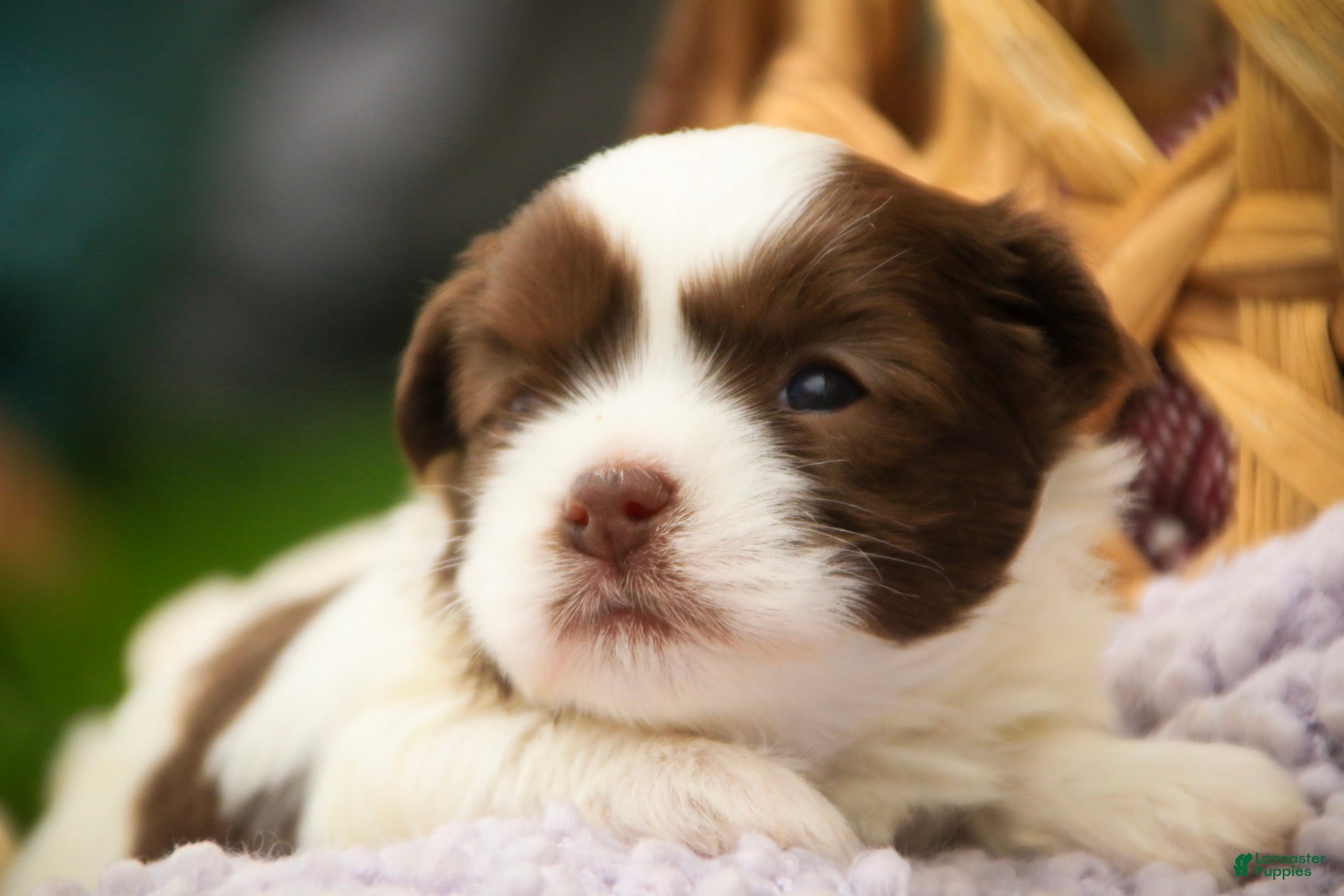 Havanese dogs Eloise Havanese  - Ad 2
