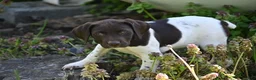 German Shorthaired Pointer dogs for sale: Brinley - Ad 4