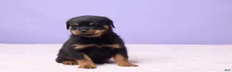 Rottweiler dogs for sale: Iggy - Ad 2