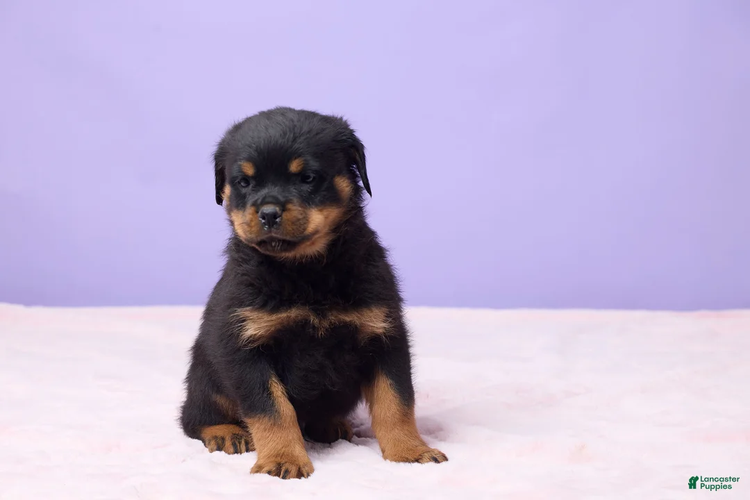Rottweiler dogs for sale: Iggy - Ad 2