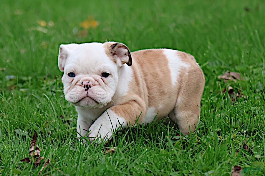 English Bulldog dogs Michi - Ad 1