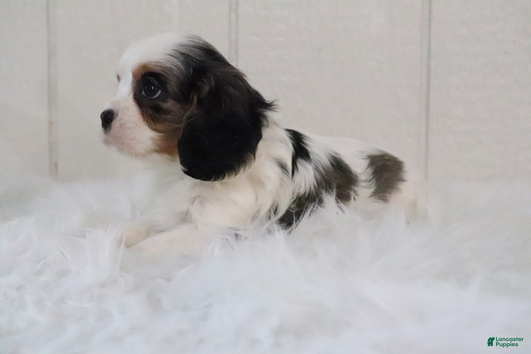 Cavalier King Charles Spaniel dogs for sale: Rosco - Ad 8