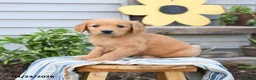 Golden Retriever dogs for sale: Sari - Ad 2