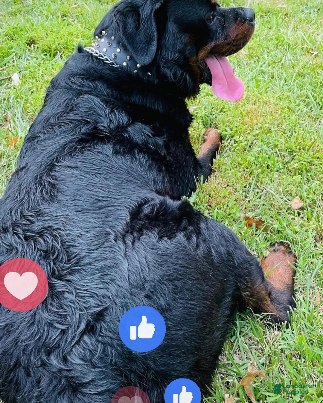 Rottweiler dogs for sale: Gloria  - Ad 2